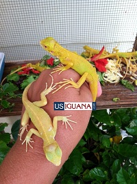 Iguanas