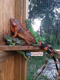 Iguana